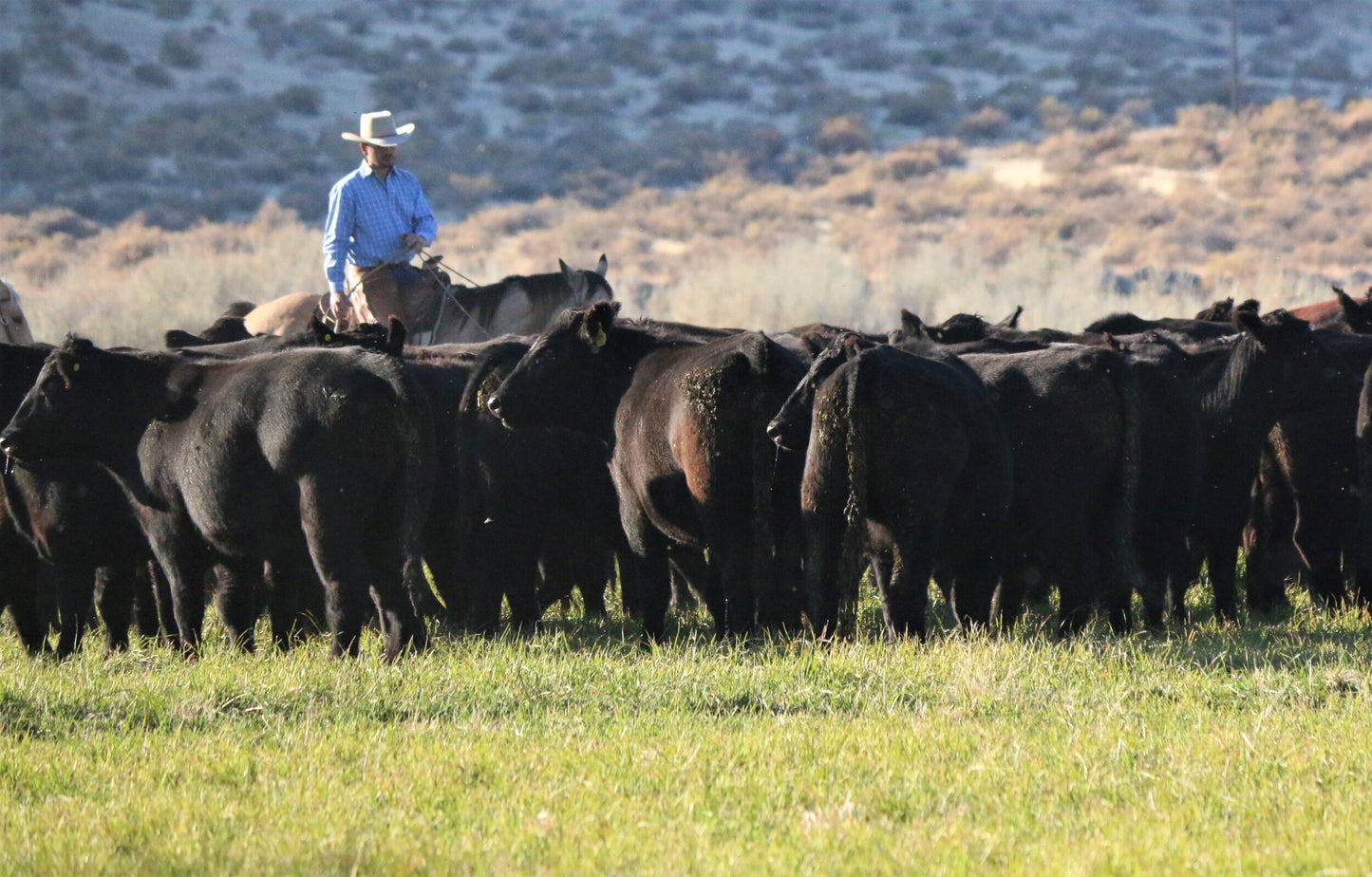 Grass Finished Beef Share