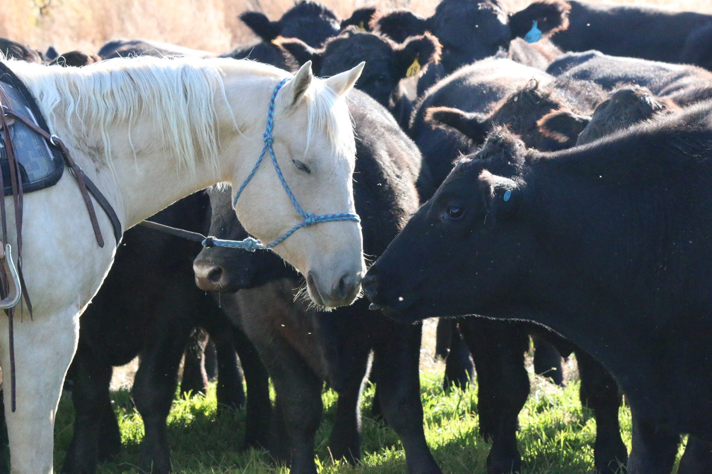 Grass Finished Beef Share