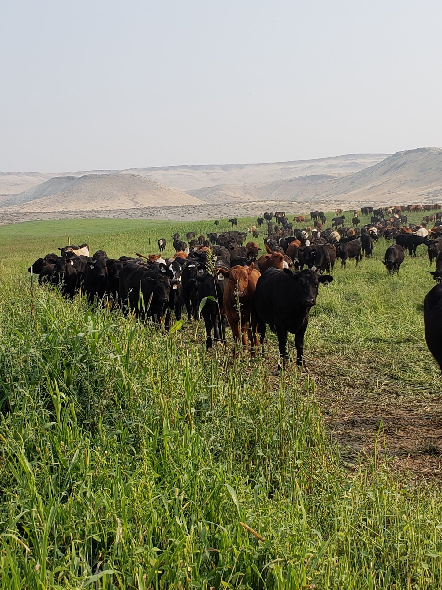 Grass Finished Beef Share