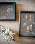 Framed Herbarium Set