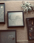 Framed Herbarium Set
